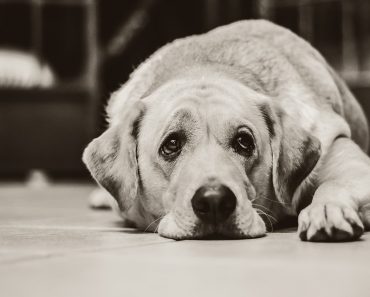 How Many Words Do Dogs Understand? (A: It’s a Surprisingly Large Amount!)