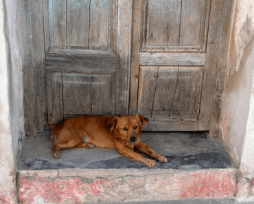 EU Adopts Important Animal Health Law