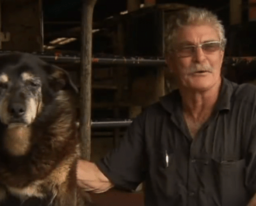 WATCH: Tribute to Maggie the Kelpie ‘World’s Oldest Dog’