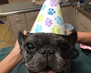 Meet Calvin a Cancer Survivor Who Is Celebrating Brain Cancer Awareness Month!