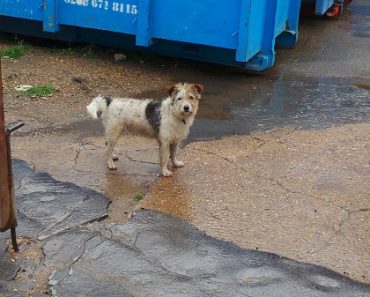 Dog Who Fell Into River Thames & Paddled Through World Famous Flood Defence Saved