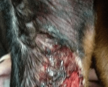 Deadly Flesh Eating Disease Kills Dogs – Here’s How to Spot The Symptoms