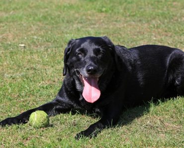 Can Dogs Swallow Tennis Balls? This Labrador Served up a Surprising Answer