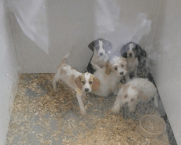 Recognition for Kat Thorburn Who Helped Smash Sick Puppy Farm Ring