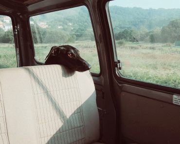 British Vets Issue Statement on the Outcome of the EU Referendum Warning of Impact on Industry