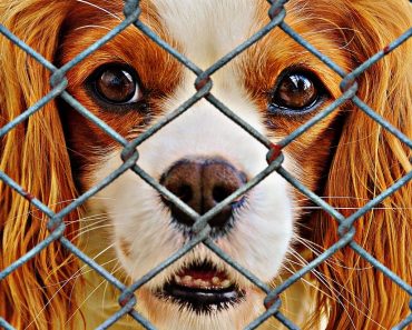 What Does Brexit Mean For Animal Welfare, Puppy Farming & Rescue?