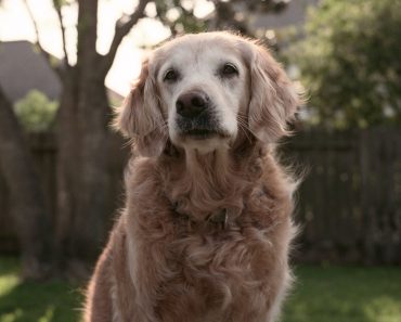 Hero’s Send Off For Last Surviving 9/11 Search Dog
