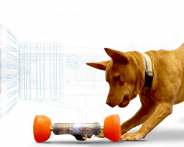 Could This Revolutionary SmartBone Completely Transform Your Dog’s Alone Time?