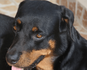 This Experiment Shows How Shockingly Hot The Inside of a Car Can Get – Dogs Must NEVER Be Exposed to it