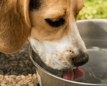 See What’s Really Happening When Your Dog is Drinking