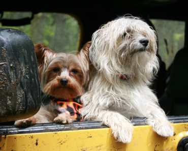 Almost Half of Dog Owners Admit Pets Influence Holiday Destination