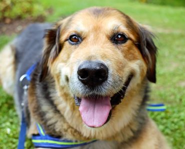 Vet Says Wash Dogs After Walks to Avoid Alabama Rot Dangers