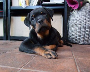 Have You & Your Pet Experienced Problems When Travelling on Holiday? Share Your Stories