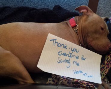 Save Hank Campaign Succeeds as He Returns Home to Belfast