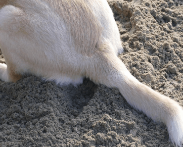 What’s This Disturbing Canine Health Problem That Affects Dogs The Further North They Live?