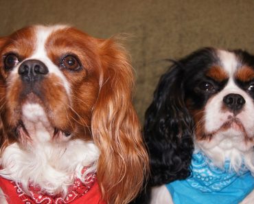 TV Vet Emma Milne Says ‘Enough is Enough’ British Kennel Club Must Act for Sake of Dog Breed Health