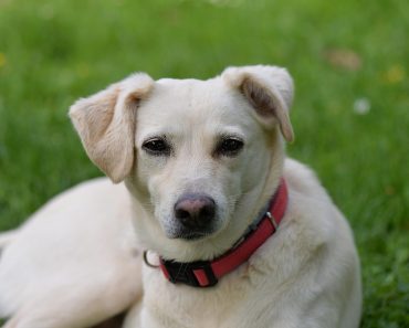 Dogs Named Charlie, Poppy & Alfie Have One Thing In Common – Can You Guess What It Is?