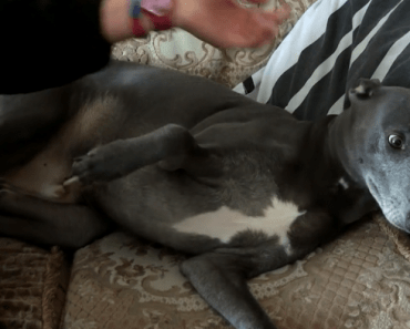 Fat Dog Needs Intervention – Now Look at The Transformation (Channel 5 Dog Rescuers)