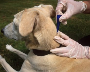 If You Use This Flea Treatment Wrongly, Your Pet Could Die – Be Warned