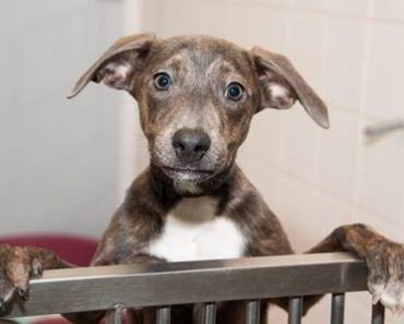 People’s Dogs Can End up Dead If Their Owners Forget to Do This One, Simple Thing