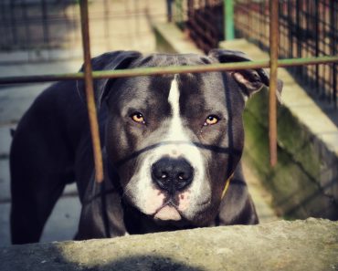 Montreal SPCA Takes Action Following Introduction of Breed Specific Legislation