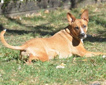 City of Montreal Lawyer Compares Identifying Pit Bulls to Pornography ‘You Know It When You See It’