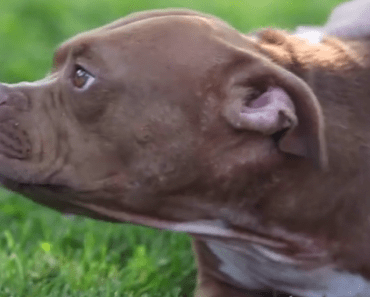 Rosie is a Pit Bull With a Problem – When You See Who Adopted Her, You’ll Smile