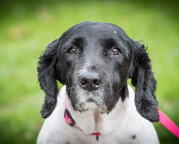 This Dog Was Nearly Put to Sleep Because of Arthritis But Look What Happened