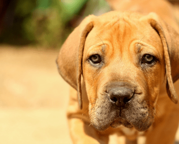 London Assembly Backs Charity’s Calls to Review Dangerous Dogs Act