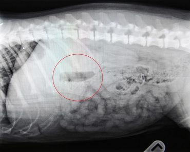 Are Squeaker Toys Dangerous to Dogs? Read This