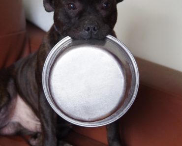 Staffies Top Most Neglected Breed List With More Seized by UK Councils Than Any Other Breed