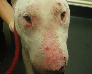Women Who Left Dog Covered in Sores is Jailed for 8 Weeks