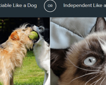Dog or Cat: Which Animal Do You Most Identify With?