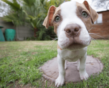 Anti-BSL Organisation Sends Clear Message to UK Dog Law Makers ‘Have a Heart’