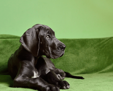 6 in 10 Dog Owners Suspect Pets of Suffering from Seasonal Affective Disorder (SAD)