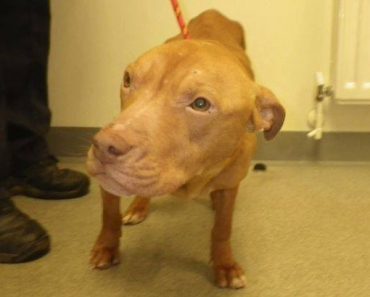 Dog Being Nursed Back to Health Has Life Saved After ‘Banned’ Status Overturned