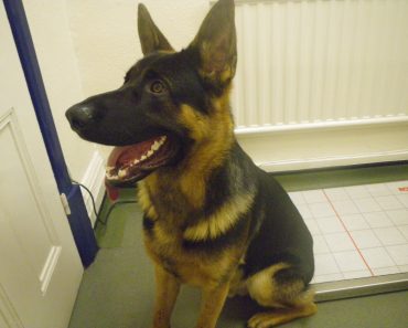 Dariusz Jakimowicz Brutally Punched His Dog In The Face – Guess How Many Days in Jail He Served?