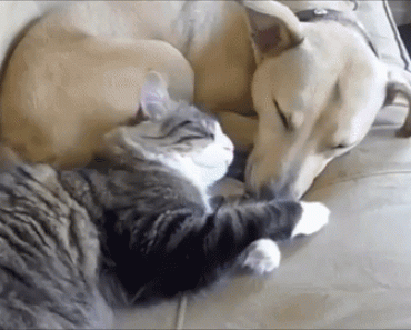 Cats Can Love Dogs – This Can’t Be Right?