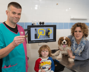 OMG! What On Earth Nearly Killed This Dog?