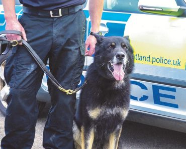 When a Man Threatened to Blow up a Block of Flats, This Dog Did Something Remarkable
