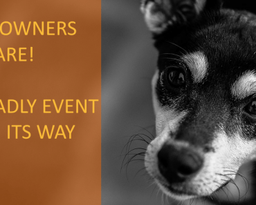 This Event Happens Every Year & It Can Be Very Dangerous For Dogs