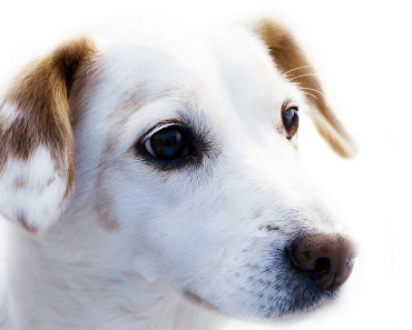 Shame on You Channel 4: Rich Dog, Poor Dog TV Show Review