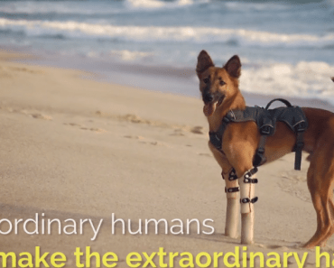 Thai-Based Animal Welfare Organisation Win Award for Short Film About a Dog Named Cola