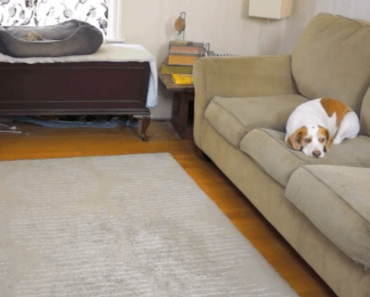 This Unsuspecting Dog is About to Get The Most Amazing Birthday Surprise