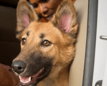 Soi Dog Foundation Shortlisted for British Charity Film Awards & Need Your Votes!