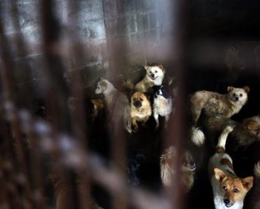 US Senators Seek to Amend Animal Welfare Act to Ban Dog and Cat Meat Trade in America