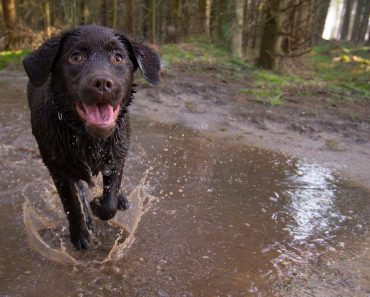 Probiotics for Dogs – The Definitive Guide You Need to Read