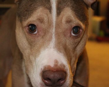 Today Marks One Year Anniversary for Dog Seized on Suspicion of Being Banned Breed