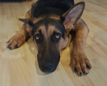 If Your Dog Is Prescribed Drugs, It’s OK To Ask These Questions