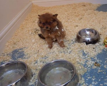 Puppy Farmer Who Profited From Misery of Dogs is Sent to Jail